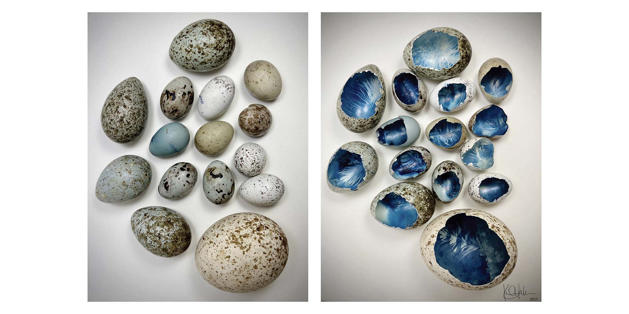 collection of speckled eggs