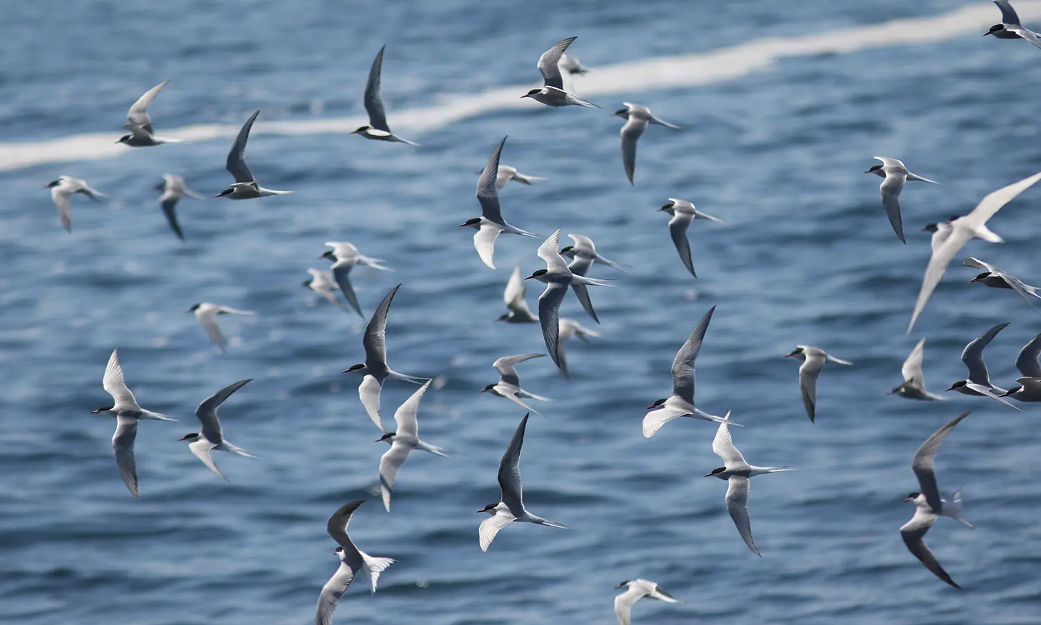 A flock of terns takes flight over the waters surrounding Matinicus Rock where researchers monitor seabird populations. throughout the breeding season.