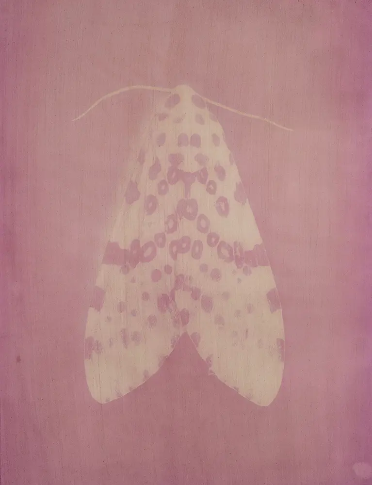 Spotted Leopard Moth
